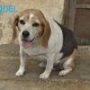 Noel - 4 anni (nata indicativamente ad Agosto 2021)  - Beagle  - Taglia: Medio piccola – anche se devo perdere peso Foto 4